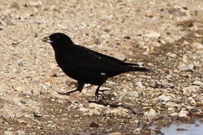 Black_Lark_Melanocorypha_yeltoniensis.jpg