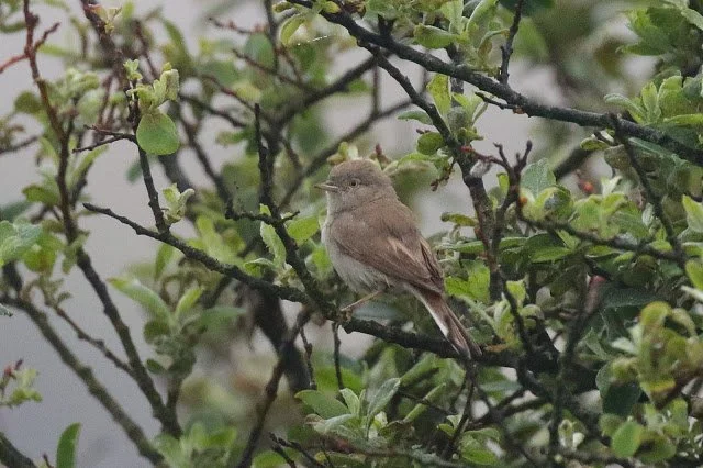 Asian_Desert_Warbler_Holy_Island_16Jun2020_Rob_Stonehouse.JPG