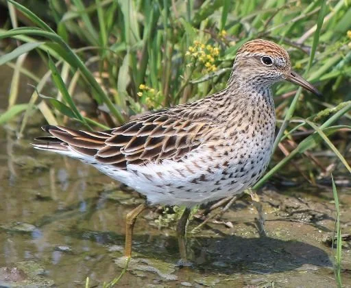 Sharp-tailed_Sandpiper_Calidris_acuminata.JPG