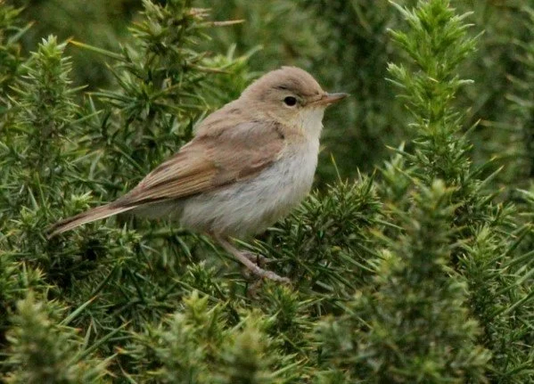 Booted_Warbler_Star_Castle_Oct2022_Kris_Webb.jpg