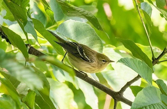 Blackpoll_Warbler_Setophaga_striata_(47018).jpg