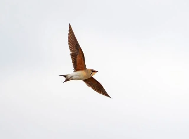 Oriental_Pratincole_Frampton_Marsh_May2010_Graham_Catley.jpg