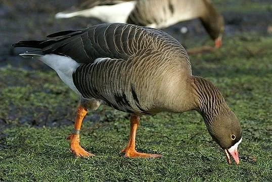 Lesser_White-fronted_Goose_Anser_erythropus.JPG