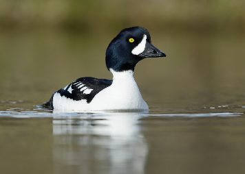 Barrow_s_Goldeneye_IH_Leach01.png