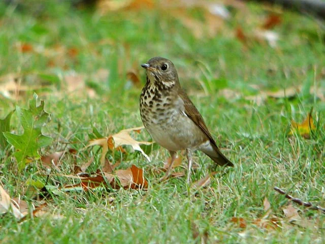 Grey-cheeked_Thrush_Catharus_minimus_Wikimedia.jpg