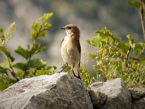 Black-eared_Wheatear_sp_Oenanthe_hispanica_melanoleuca.jpg