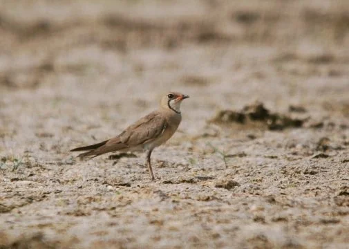 Oriental_Pratincole_Glareola_maldivarum.jpg