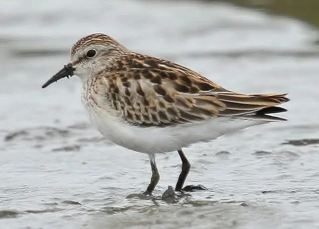 Least _Sandpiper_Tresco_05Oct2011_B_Thomas.jpg