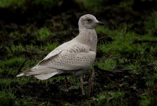 Kumlien_s_Gull_Star_Castle_20Nov2020_Kris_Webb.jpg