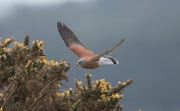 Lesser_Kestrel_Porth_Hellick_Down_2020_Joe_Pender.jpg