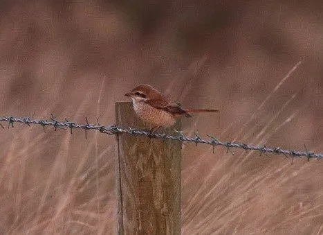 Brown_Shrike_Lanius_cristatus_Holy_Island_26Oct2020_Rob_Stonehouse.JPG