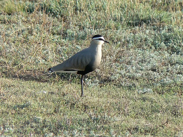 Sociable_Lapwing_Vanellus_gregarius.jpg