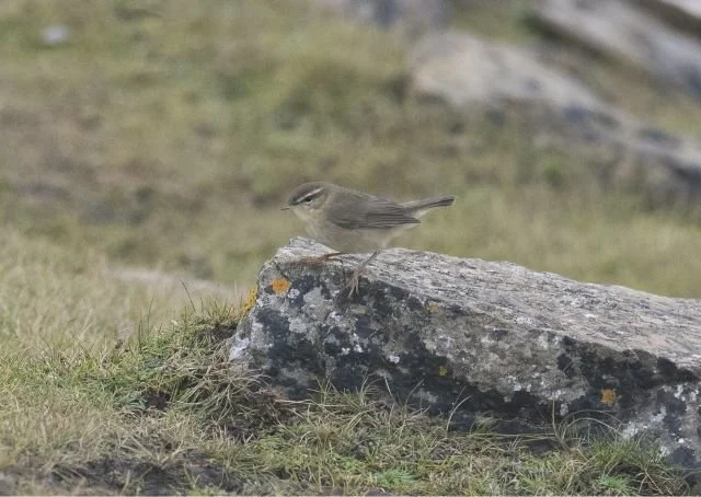 Dusky_Warbler_North_Ronaldsay_25Oct2023_George_Gay.JPG