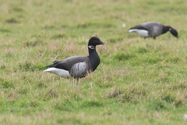 Black_Brant_Holkham_30Jan2020_P_Woollen.jpg