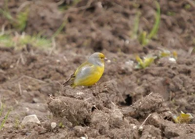 Citril_Finch_Fair_Isle_12Jun2008_P_Woollen02.jpg