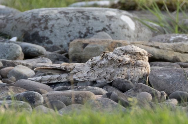 Egyptian_Nightjar_Virkie_05Sep2026_Roger_Riddington.jpg