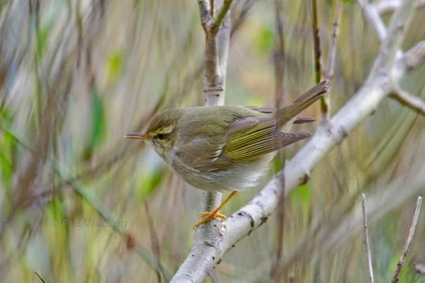 Arctic_Warbler_Voe_05Oct2013_P_Woollen.jpg