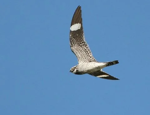 Common_Nighthawk_Chordeiles_minor.jpg