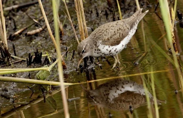 Spotted_Sandpiper_Lower_Moors_Aug2024_KGWebb.jpg