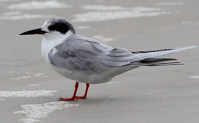 Forster_s_Tern_Sterna_forsteri.jpg