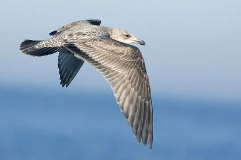 American_Herring_Gull_Larus_smithsonianus.jpg