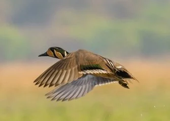 Baikal_Teal_Sibirionetta_formosa.jpg