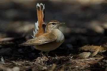 Rufous-tailed_Scrub_Robin_B_Thomas01.jpg