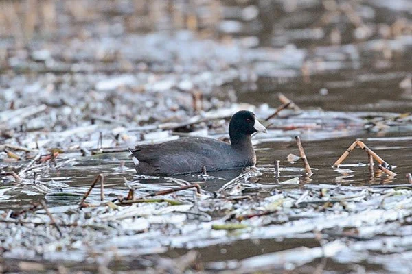 American_Coot_Loch_Flemington_08Jan2014_P_Woollen.jpg