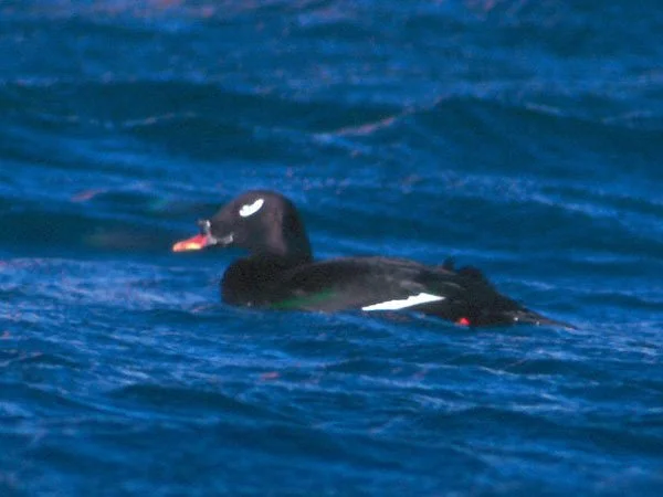 Stejnegeri_s_Scoter_Melanitta_stejnegeri.jpg