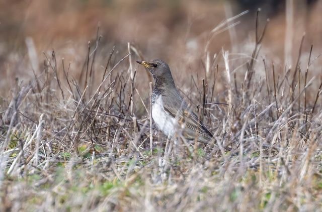 Black-throated_Thrush_Wykeham_Feb2023_G_Catley.jpg