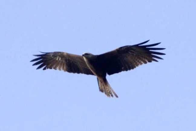 Black_Kite_Carn_Vean_Apr2024_KGWebb.jpg