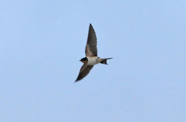 American_Barn-Swallow_Outer_Hebrides_Steve_Duffield.jpg