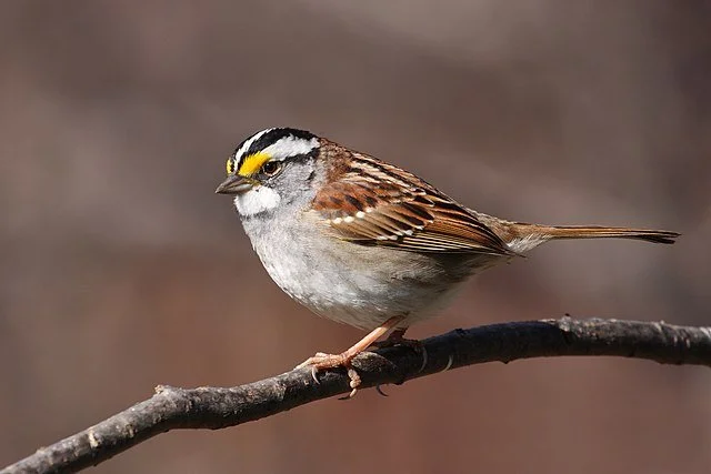White-throated_Sparrow_Zonotrichia_albicollis_Wiki.jpg