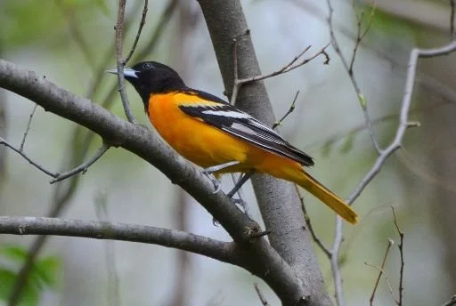 Baltimore_Oriole_Icterus_galbula.jpg