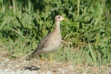 Upland_Sandpiper_Bartramia_longicauda.jpg