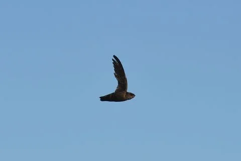 Chimney_Swift_Chaetura_pelagica.jpg