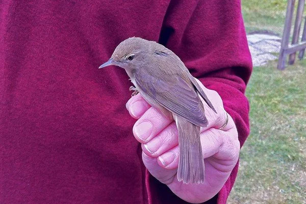 Blyth_s_Reed_Warbler_Hilbre_05Jun2011_P_Woollen.jpg