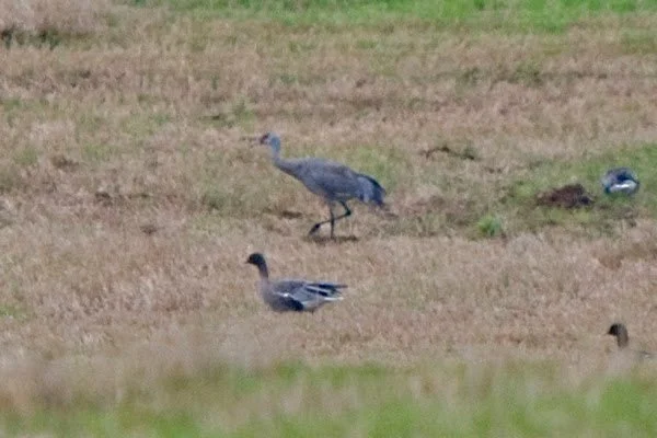Sandhill_Crane_Orkney_25Sep2009_P_Woollen.jpg
