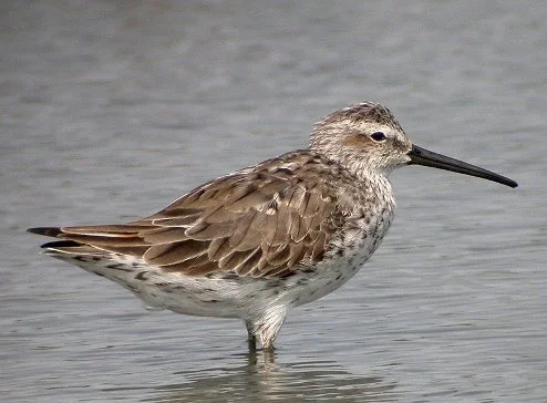 Stilt_Sandpiper_Calidris_himantopus02.jpg