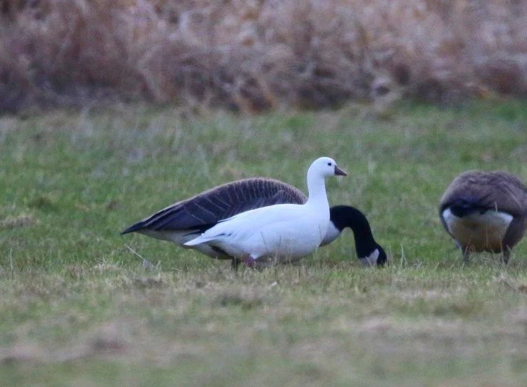 Ross’s Goose — Historical Rare Birds