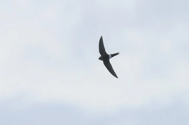 Pacific_Swift_East_Chevington_13Jun2021_Rob_Stonehouse.jpg