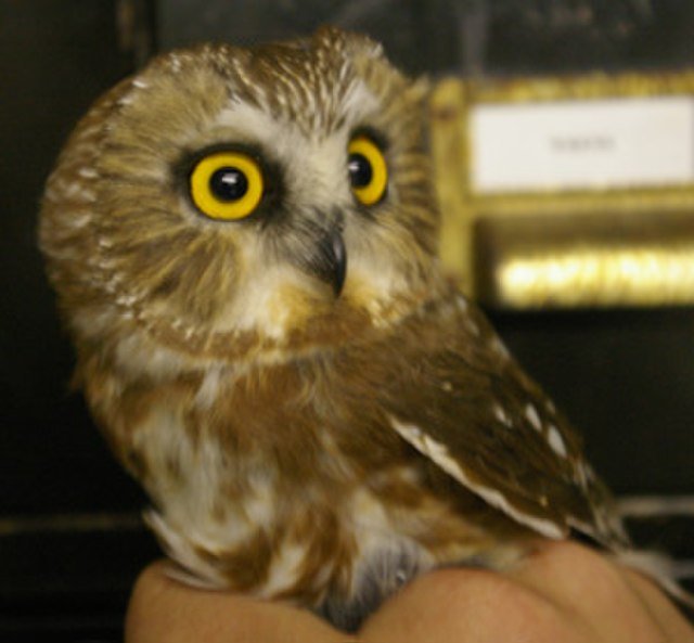 Northern_Saw-Whet_Owl.jpg