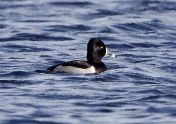 Ring-necked_Duck_Tresco_Apr2024_KGWebb.jpg