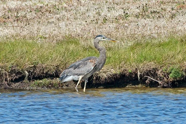 Great_Blue_Heron_Great_Pool_Bryher_21Apr2015_P_Woollen.jpg