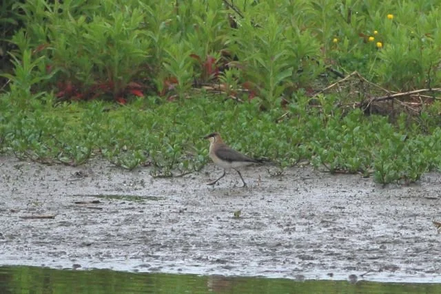 Black-winged_Pratincole_Bothal_31May2015_Rob_Stonehouse.jpg