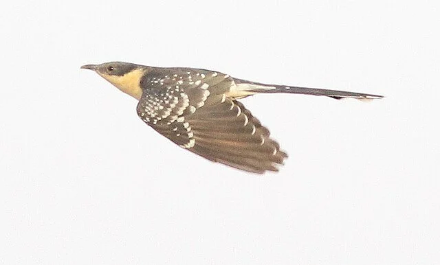 Great_Spotted_Cuckoo_Clamator_glandarius_Wikimedia.jpg