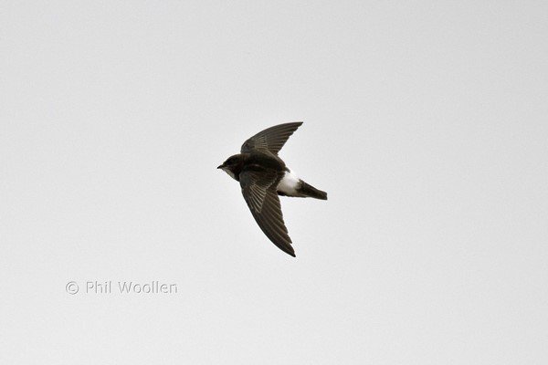 Little_Swift_New_Brighton_22Jun2012_P_Woollen.jpg