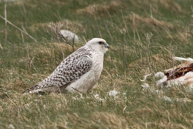 Gyr_Falcon_North_Uist_08Apr2016_Rob_Stonehouse2.jpg