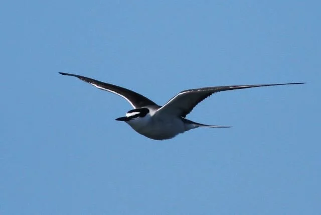 Bridled_Tern_Farne_Islands_24Jun2014_Rob_Stonehouse.jpg