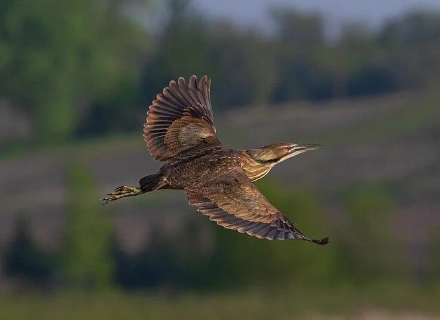 American_Bittern_Botaurus lentiginosus_(53726569227).jpg